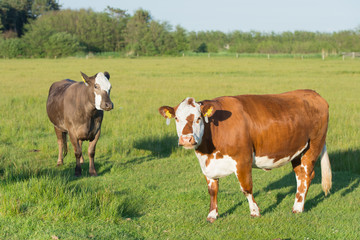 Fototapeta na wymiar Herevoort cows