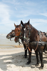 Naklejka na ściany i meble Horses with tilt car at the coast