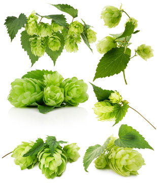 set of green hops isolated on the white background