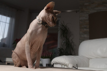 Profile sphynx cat sits on a chair