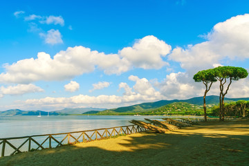 Pine tree group on the beach and sea bay background. Punta Ala,