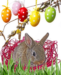 little rabbit in and easter eggs