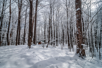 A walk through the woods to the maple syrup shack. - 79979838