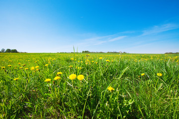 Yellow flowers field under blue cloudy sky