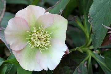 Helleborus