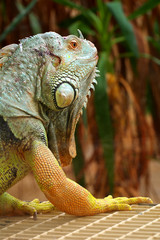 iguana green