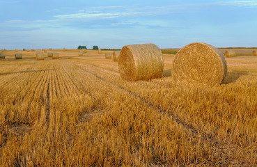 Stubble after harvest, Poland.