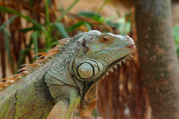 iguana green profile 2