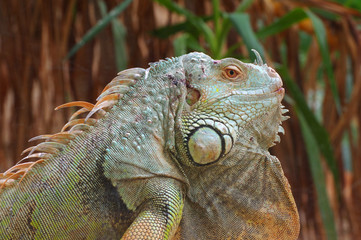 iguana green profile 3