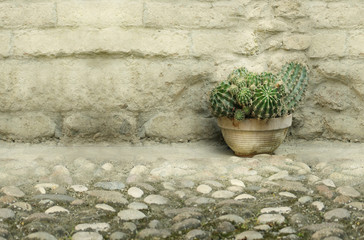 Fototapeta na wymiar Cactus in a vase