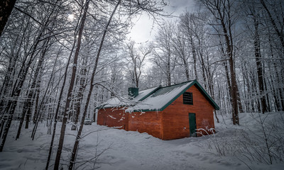 A walk through the woods to the maple syrup shack.