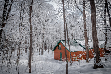 A walk through the woods to the maple syrup shack.