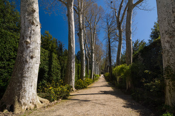 Sycamore (Platanus) alley in Boboli Gardens, Florence, Italy.