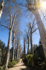 Sycamore (Platanus) alley in Boboli Gardens, Florence, Italy.