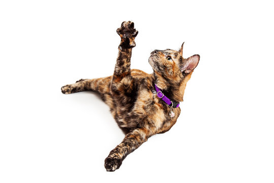 Cute Bengal Cat Raising Arm
