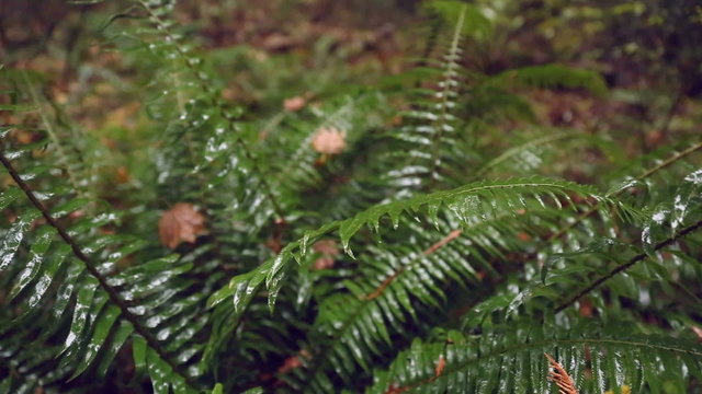 dolly shot Pacific Northwest Rainforest Fern