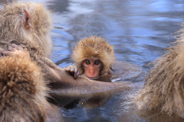 温泉に入るかわいいニホンザルの赤ちゃん
