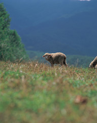 양과 들판