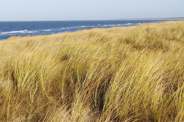 Nordsee - Hohes Gras im Wind