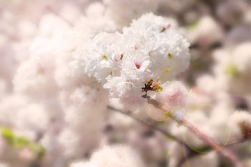 Abstract soft and blur spring white sakura