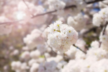 Abstract soft and blur spring white sakura