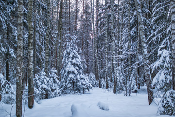 Winter forest