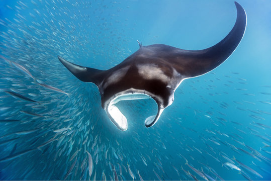 Mexico, Yucatan, Isla Mujeres, Caribbean Sea, Giant Manta ray, Manta, eating plankton