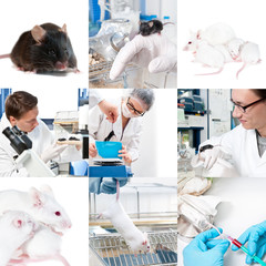 Experimental work with mice
