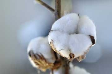 Cotton boll stem Gossypium close-up