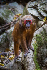 Old member of Stump-tailed macaque (Macaca arctoides )