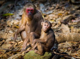 Lovely Mum and her baby of Stump-tailed macaque