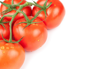 Tomatos on white background