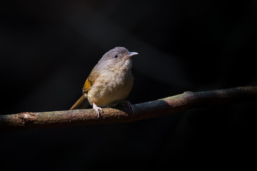 Portrait of Brown-cheeked Fulvetta,Grey-eyed Fulvetta