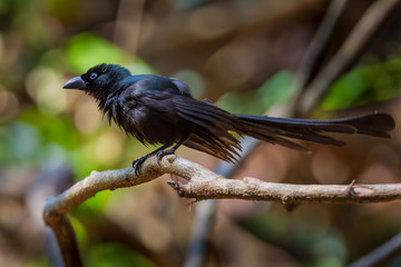 Racket-tailed Treepie(Cryssirina temia) spread her feather