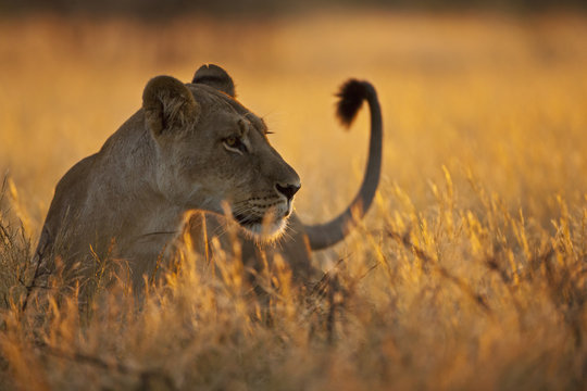 Africa, Botswana, Lioness in central Kalahari game reserve