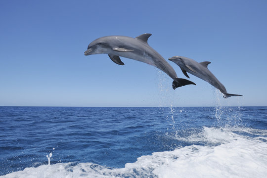 Latin America, Honduras, Bay Islands, Roatan, Bottlenose dolphin jumping in Caribbean Sea