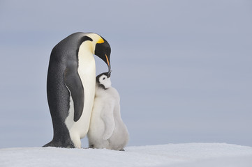 Antarctica, Antarctic Peninsula, Emperor penguin with chick on snow hill island