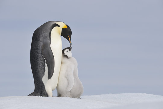 Antarctica, Antarctic Peninsula, Emperor penguin with chick on snow hill island
