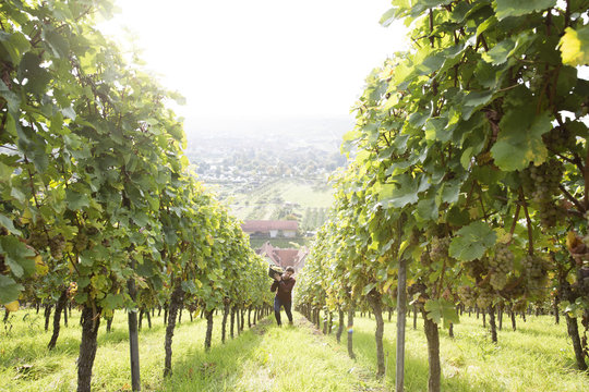 Germany, Bavaria, Volkach, man harvesting grapes in vineyard