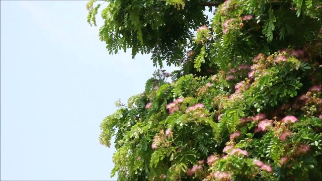 Rain tree, green leafs and blooming blossom blowing by the wind