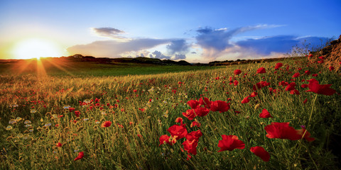 Spain, Menorca, Field of poppy flowers