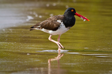 Swallow tailed gull in the Galpagos Islands