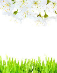 Beautiful spring background with blooming twigs and green grass