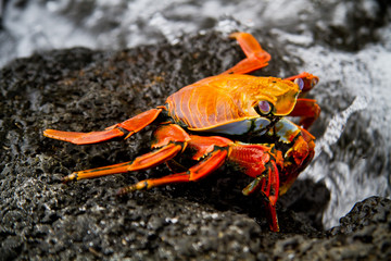 Red sally lihgt foot crab on a rock Galpagos Islands