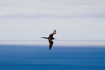 Fototapeta na wymiar Black bird flying in Frigatebird Hill, Galapagos