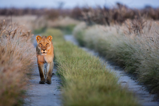 Africa, Botswana, Lioness in central Kalahari game reserve