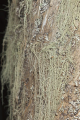 Lichen on wood