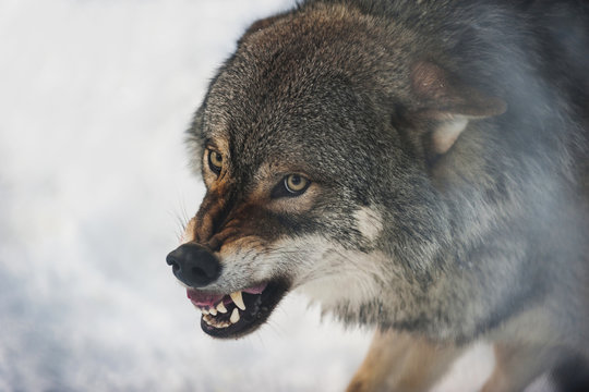 Wolf baring teeth, Bardu, Norway