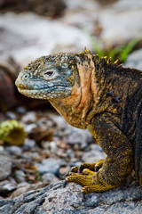 Portrait of a marine iguana in the Galpagos Islands