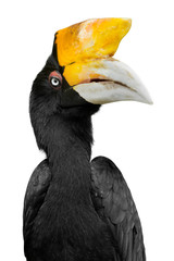 Rangkong/ Enggang Badak